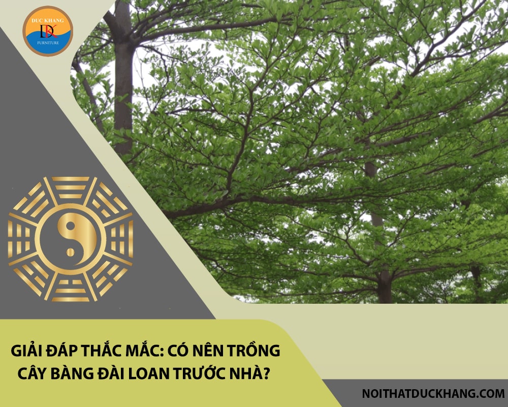 Giải đáp thắc mắc: Có nên trồng cây bàng đài loan trước nhà?