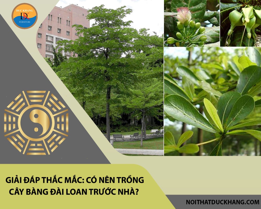 Giải đáp thắc mắc: Có nên trồng cây bàng đài loan trước nhà?
