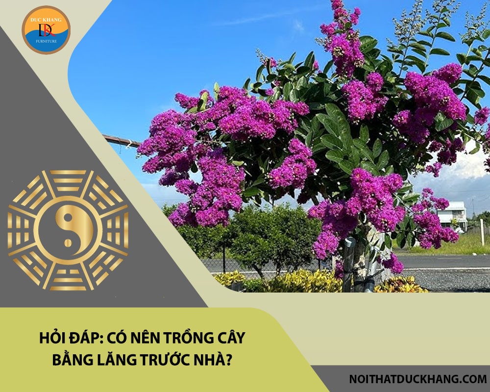 Hỏi đáp: Có nên trồng cây bằng lăng trước nhà?