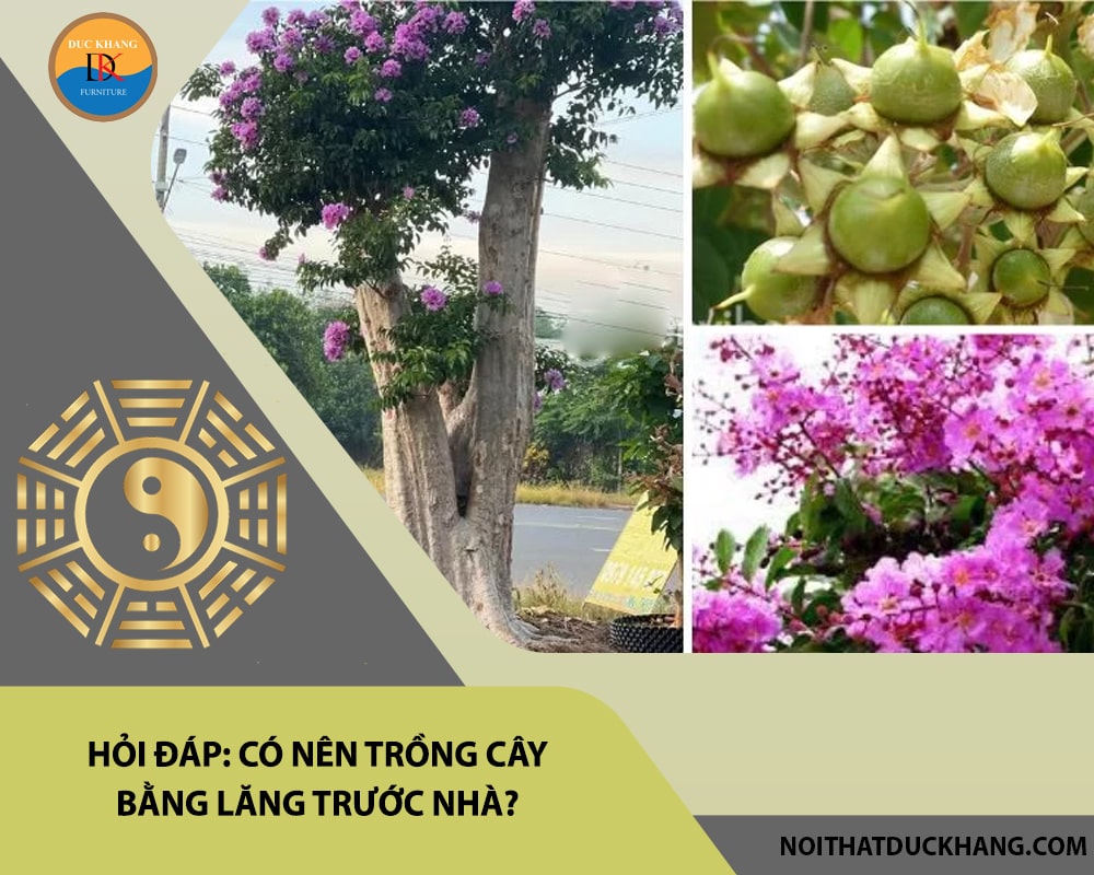 Hỏi đáp: Có nên trồng cây bằng lăng trước nhà?