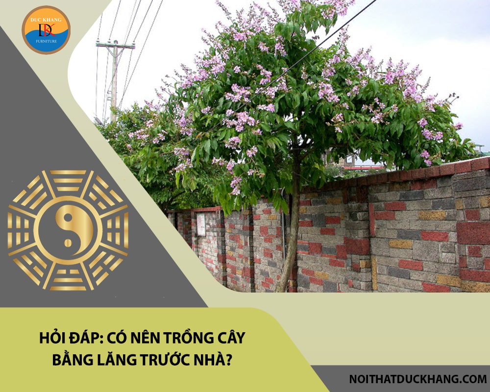 Hỏi đáp: Có nên trồng cây bằng lăng trước nhà?