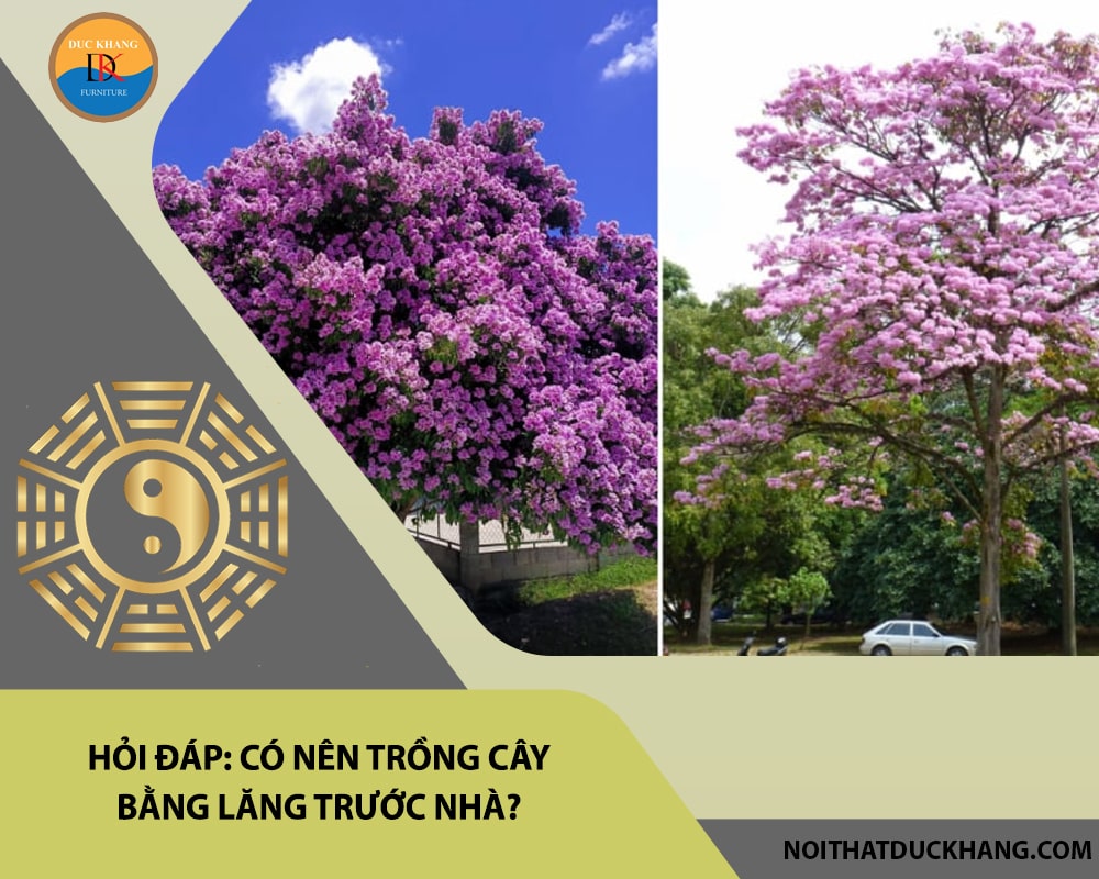 Hỏi đáp: Có nên trồng cây bằng lăng trước nhà?