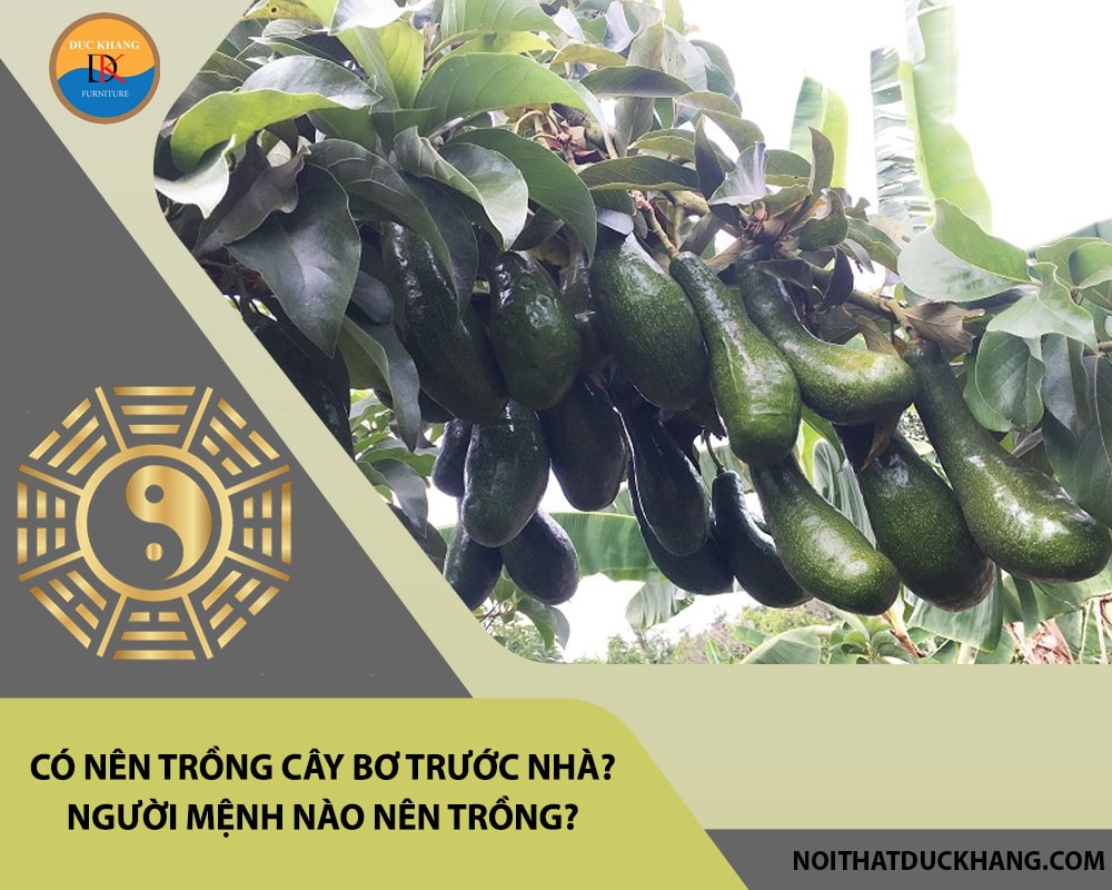 Có nên trồng cây bơ trước nhà? Người mệnh nào nên trồng? Có nên trồng cây bơ trước nhà? Người mệnh nào nên trồng?
