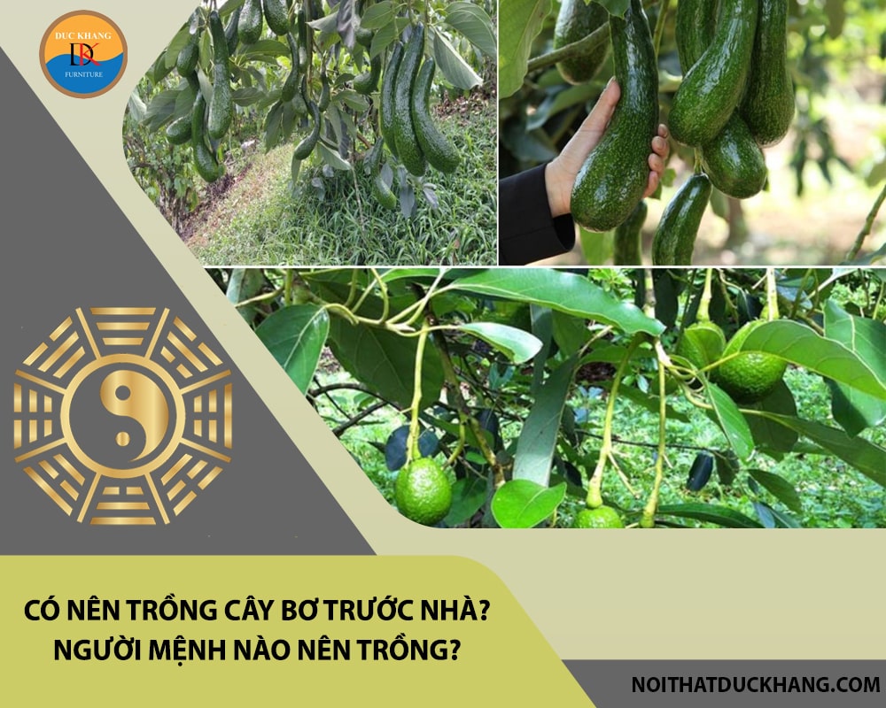 Có nên trồng cây bơ trước nhà? Người mệnh nào nên trồng?