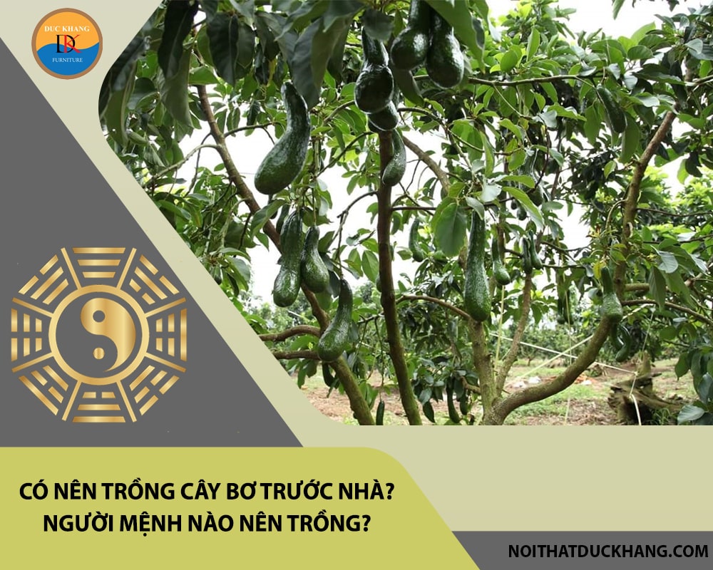 Có nên trồng cây bơ trước nhà? Người mệnh nào nên trồng? Có nên trồng cây bơ trước nhà? Người mệnh nào nên trồng?
