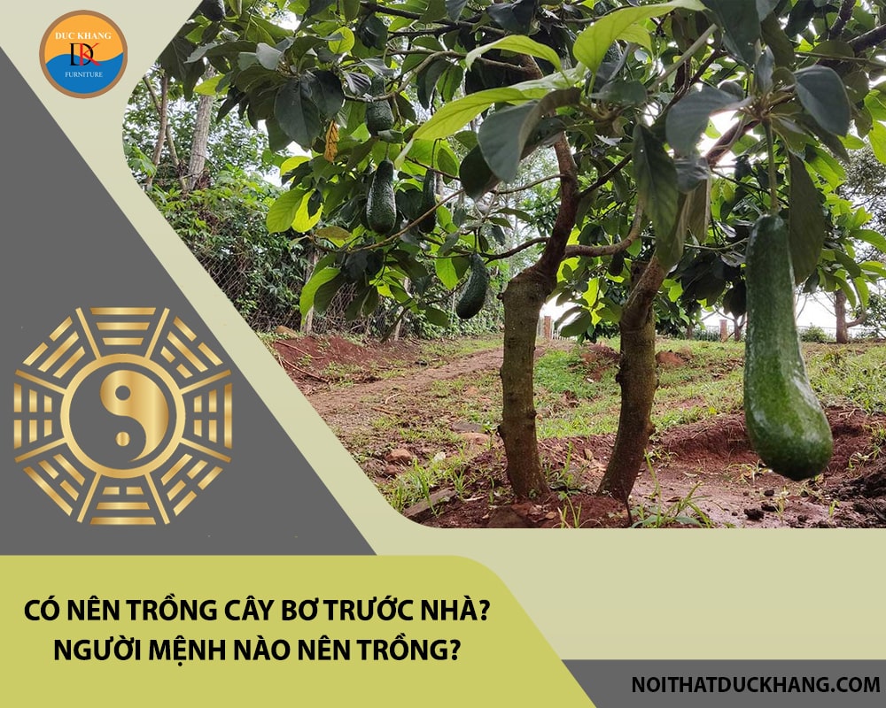 Có nên trồng cây bơ trước nhà? Người mệnh nào nên trồng? Có nên trồng cây bơ trước nhà? Người mệnh nào nên trồng?