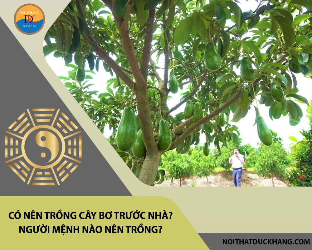 Có nên trồng cây bơ trước nhà? Người mệnh nào nên trồng? Có nên trồng cây bơ trước nhà? Người mệnh nào nên trồng?