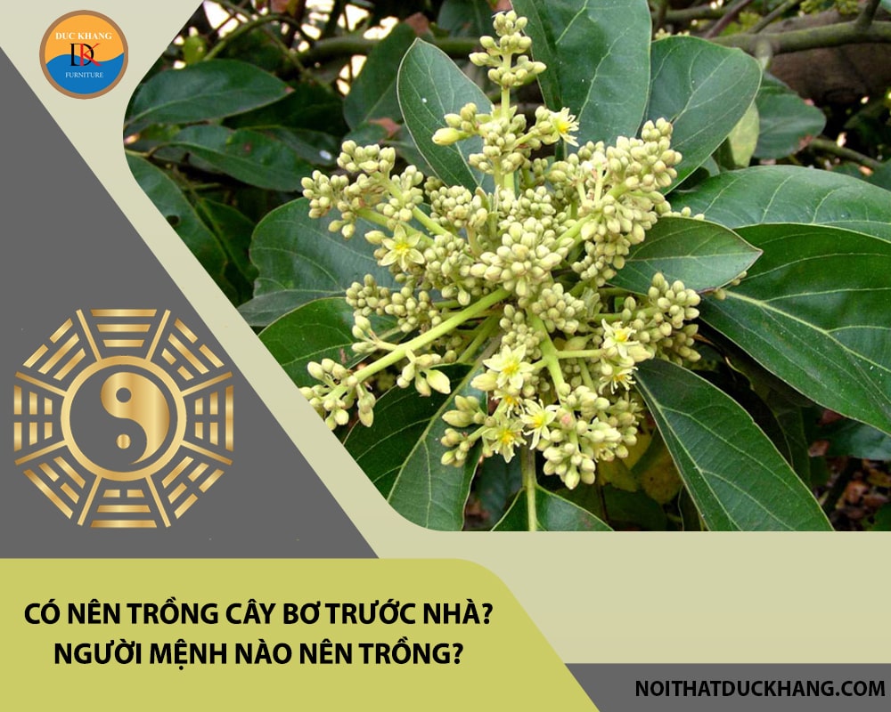 Có nên trồng cây bơ trước nhà? Người mệnh nào nên trồng? Có nên trồng cây bơ trước nhà? Người mệnh nào nên trồng?