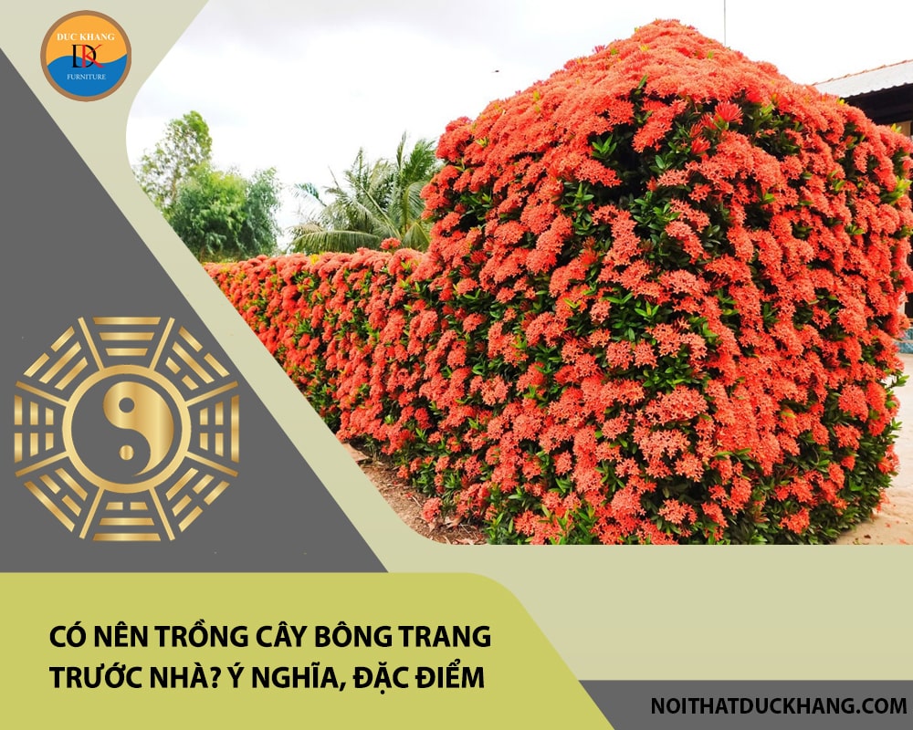 Có nên trồng cây bông trang trước nhà? Ý nghĩa, đặc điểm, cách trồng và chăm sóc