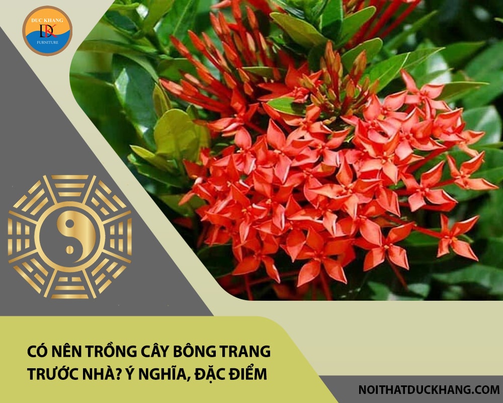 Có nên trồng cây bông trang trước nhà? Ý nghĩa, đặc điểm, cách trồng và chăm sóc