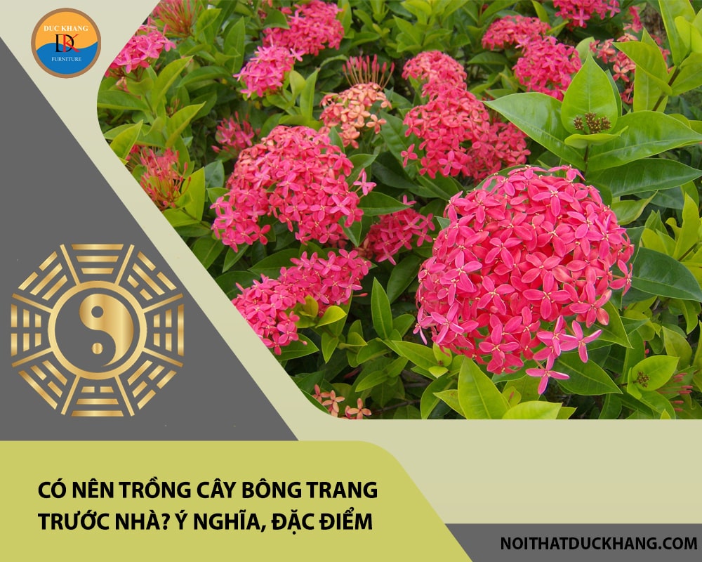 Có nên trồng cây bông trang trước nhà? Ý nghĩa, đặc điểm, cách trồng và chăm sóc