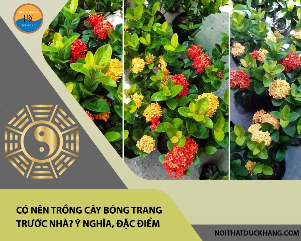 Có nên trồng cây bông trang trước nhà? Ý nghĩa, đặc điểm, cách trồng và chăm sóc