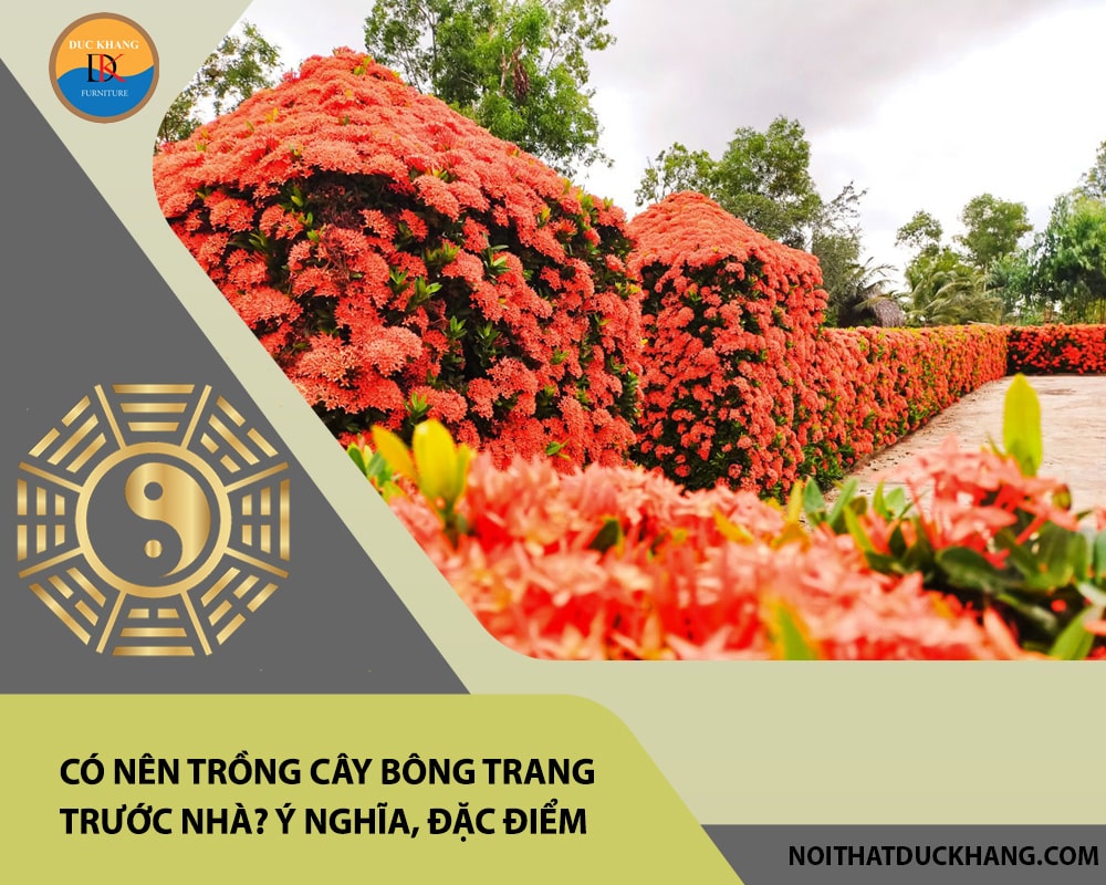 Có nên trồng cây bông trang trước nhà? Ý nghĩa, đặc điểm, cách trồng và chăm sóc