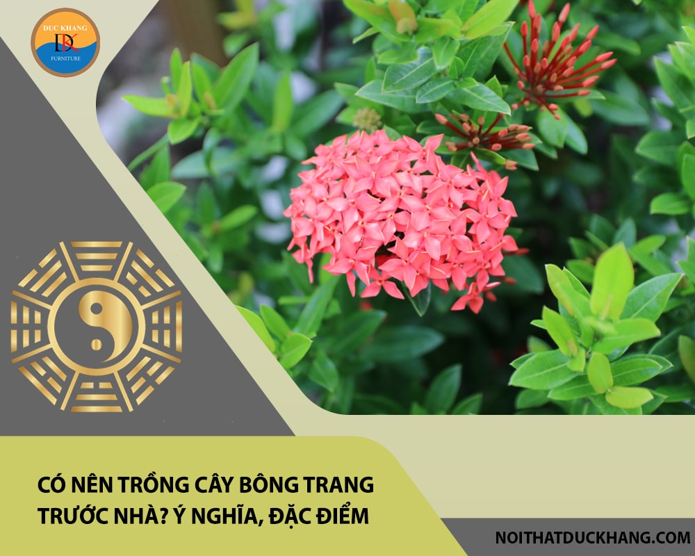 Có nên trồng cây bông trang trước nhà? Ý nghĩa, đặc điểm, cách trồng và chăm sóc