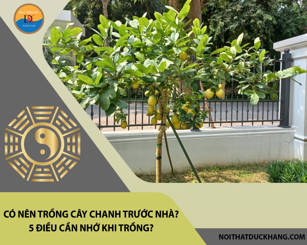 Có nên trồng cây chanh trước nhà? 5 điều cần nhớ khi trồng? Có nên trồng cây chanh trước nhà? 5 điều cần nhớ khi trồng?