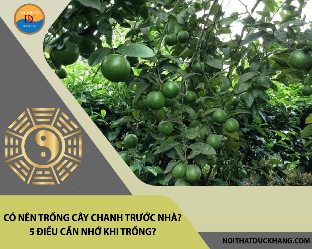 Có nên trồng cây chanh trước nhà? 5 điều cần nhớ khi trồng? Có nên trồng cây chanh trước nhà? 5 điều cần nhớ khi trồng?