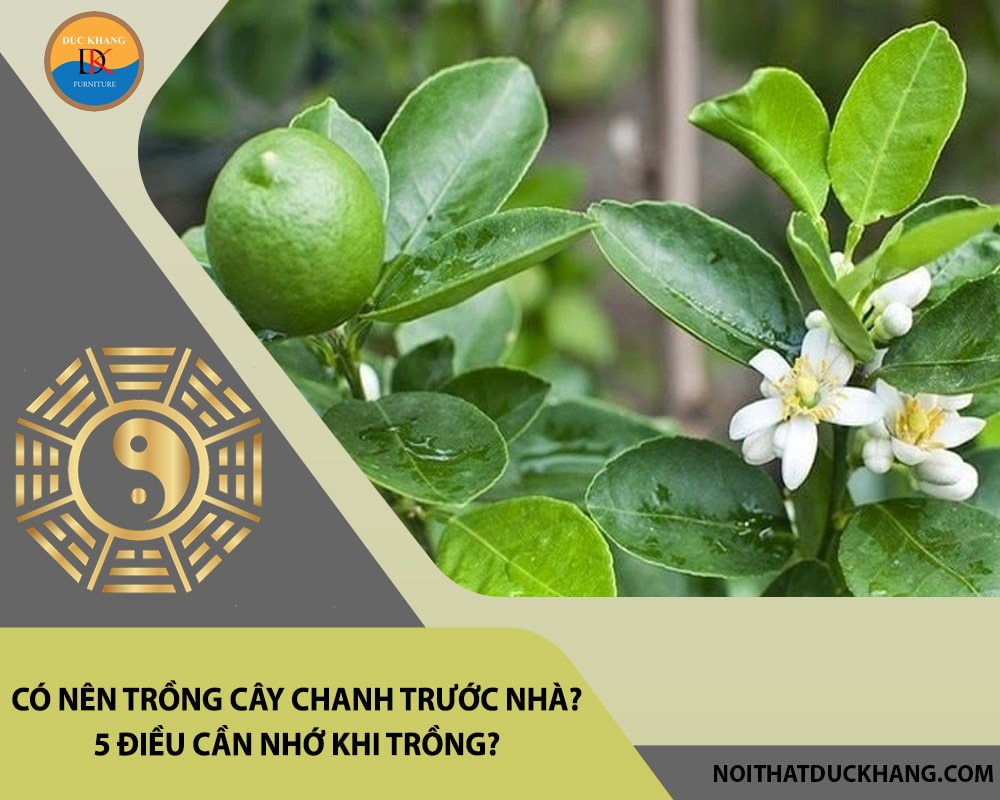 Có nên trồng cây chanh trước nhà? 5 điều cần nhớ khi trồng? Có nên trồng cây chanh trước nhà? 5 điều cần nhớ khi trồng?