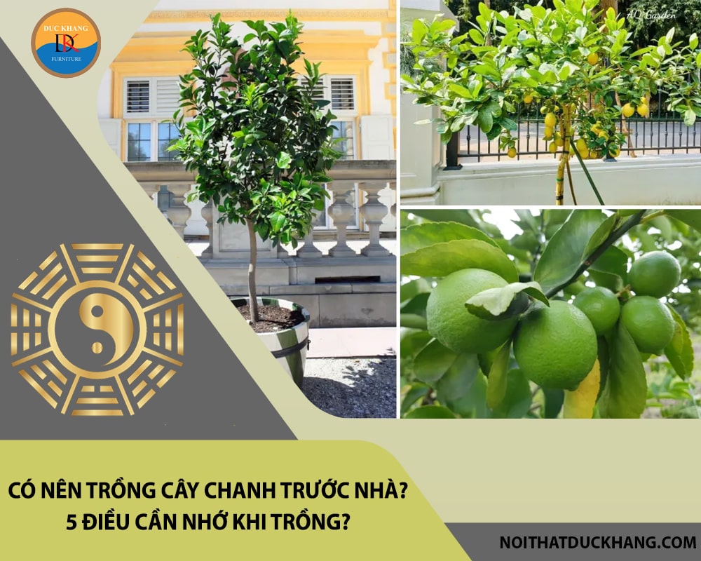 Có nên trồng cây chanh trước nhà? 5 điều cần nhớ khi trồng?