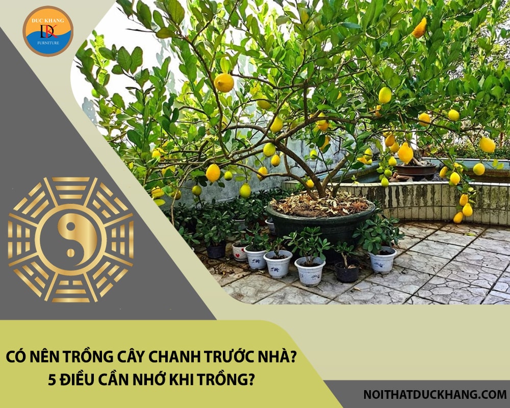 Có nên trồng cây chanh trước nhà? 5 điều cần nhớ khi trồng? Có nên trồng cây chanh trước nhà? 5 điều cần nhớ khi trồng?