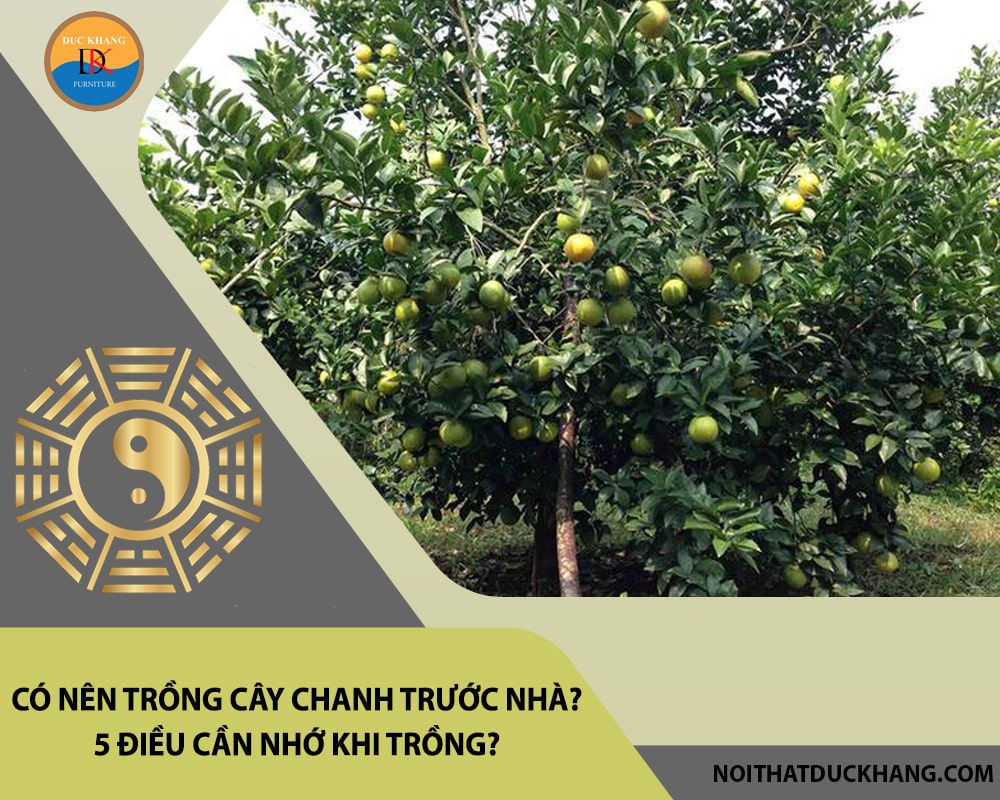 Có nên trồng cây chanh trước nhà? 5 điều cần nhớ khi trồng? Có nên trồng cây chanh trước nhà? 5 điều cần nhớ khi trồng?