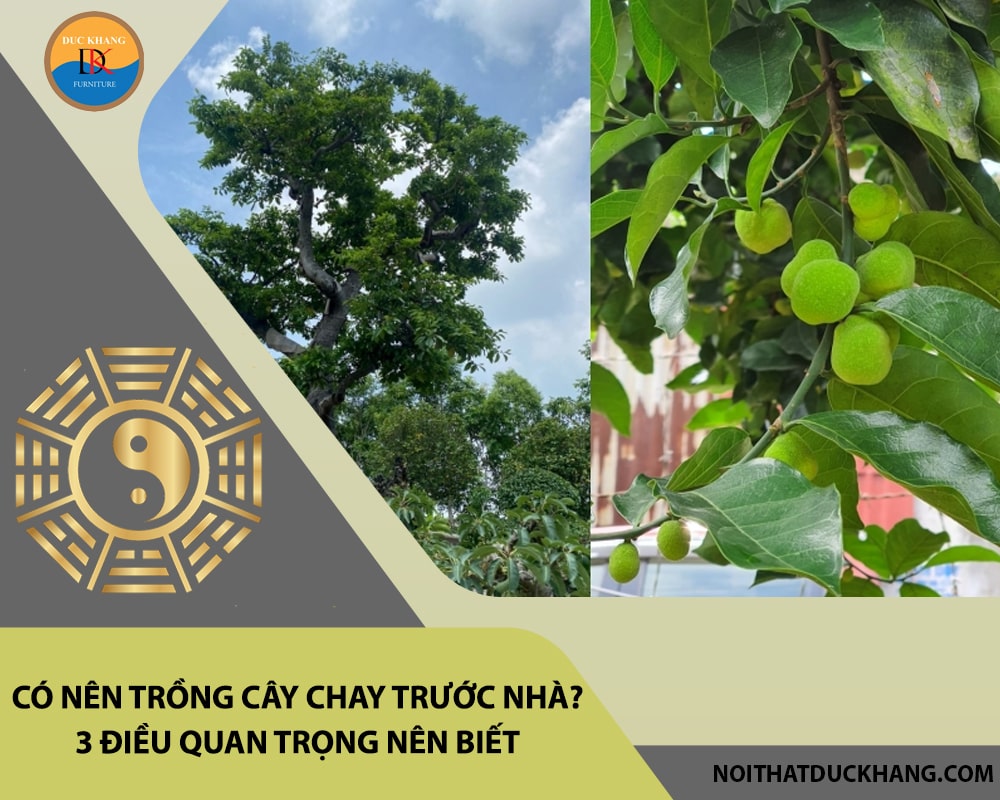 Có nên trồng cây chay trước nhà? 3 điều quan trọng nên biết