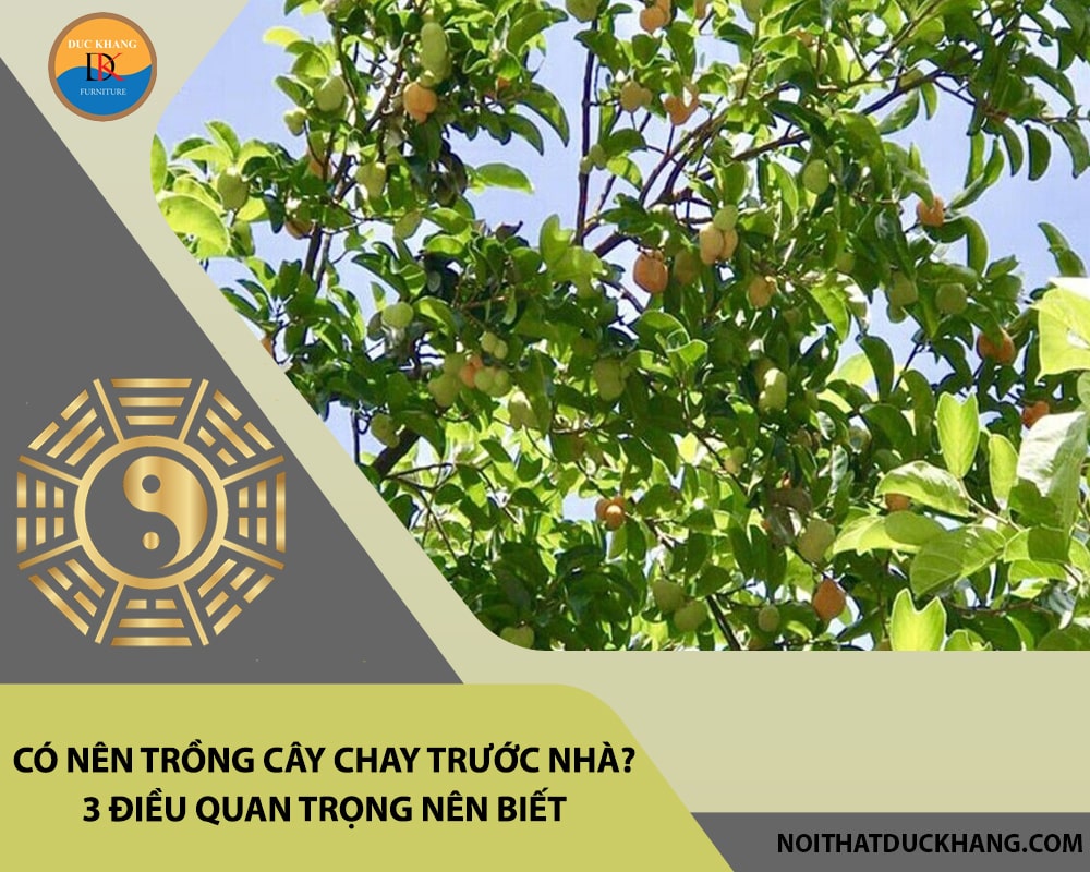 Có nên trồng cây chay trước nhà? 3 điều quan trọng nên biết Có nên trồng cây chay trước nhà? 3 điều quan trọng nên biết