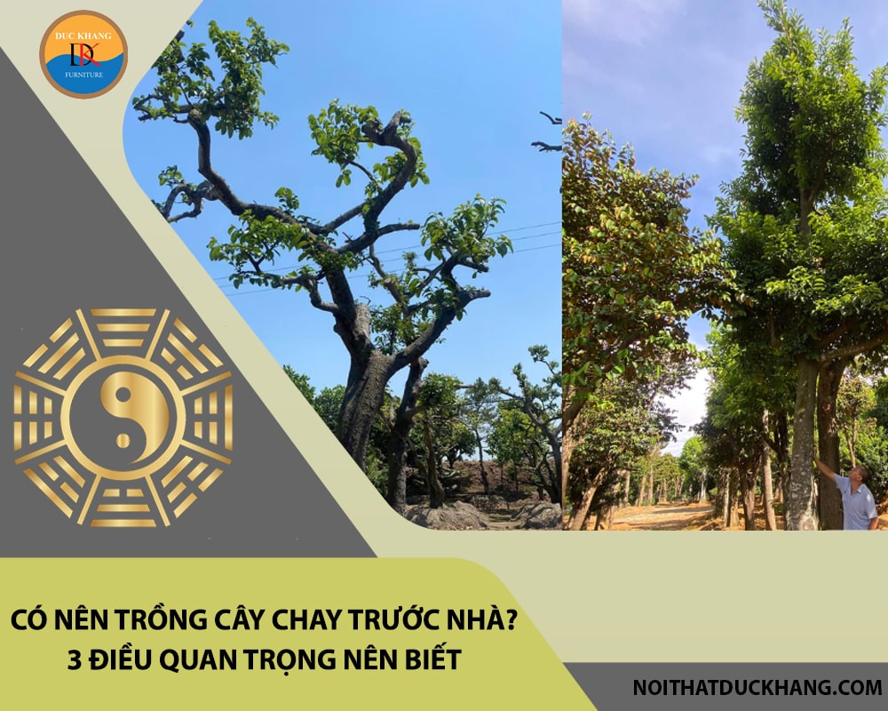 Có nên trồng cây chay trước nhà? 3 điều quan trọng nên biết Có nên trồng cây chay trước nhà? 3 điều quan trọng nên biết