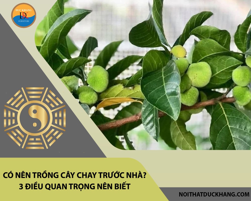 Có nên trồng cây chay trước nhà? 3 điều quan trọng nên biết Có nên trồng cây chay trước nhà? 3 điều quan trọng nên biết