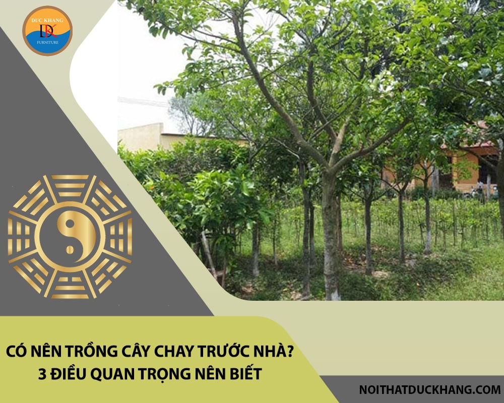 Có nên trồng cây chay trước nhà? 3 điều quan trọng nên biết Có nên trồng cây chay trước nhà? 3 điều quan trọng nên biết