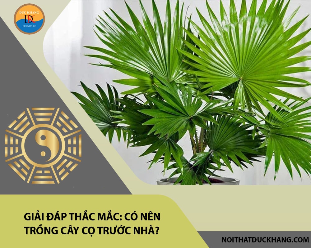Giải đáp thắc mắc: Có nên trồng cây cọ trước nhà?