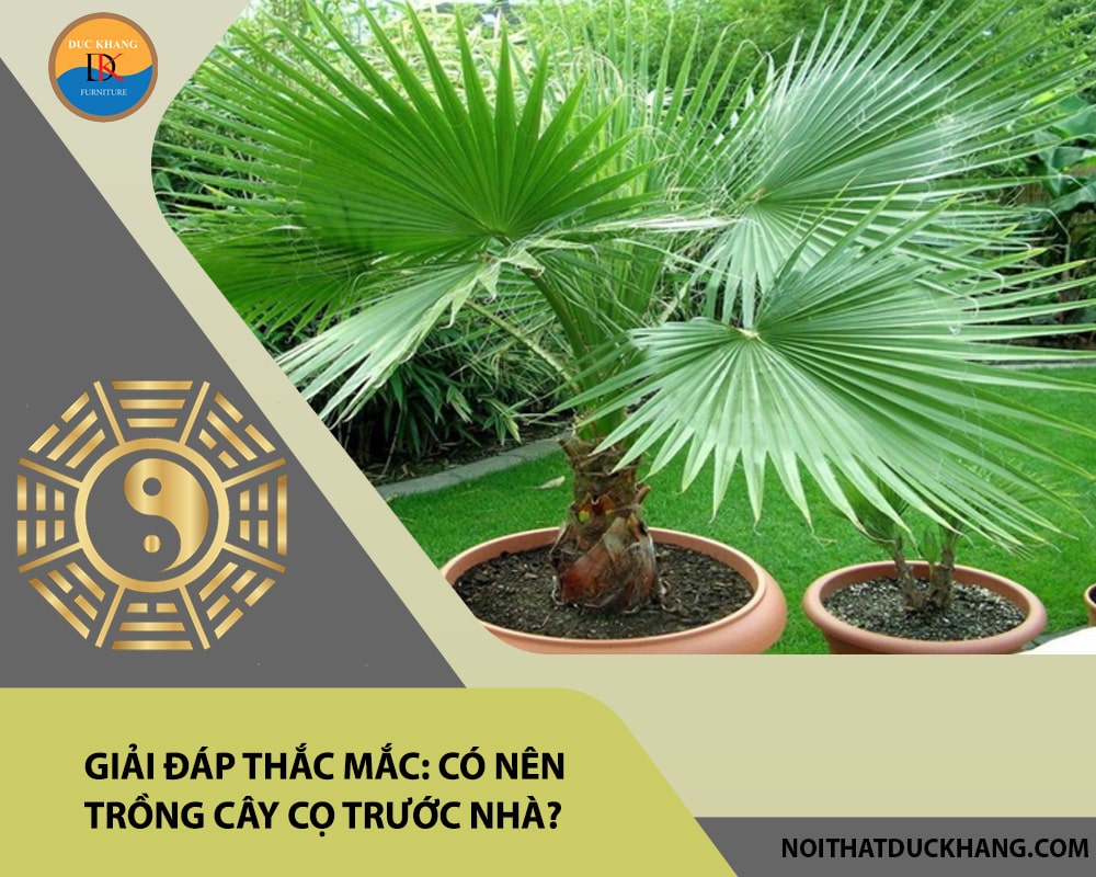 Giải đáp thắc mắc: Có nên trồng cây cọ trước nhà?