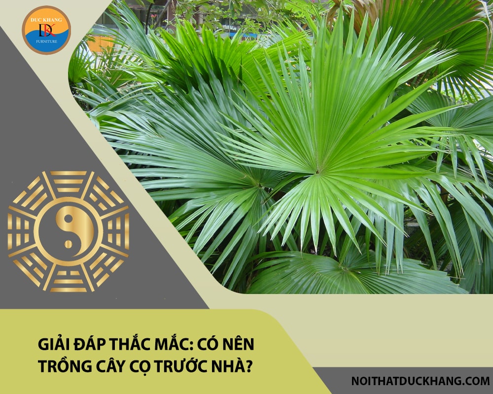 Giải đáp thắc mắc: Có nên trồng cây cọ trước nhà?