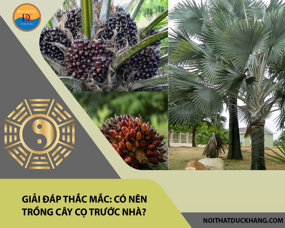 Giải đáp thắc mắc: Có nên trồng cây cọ trước nhà?