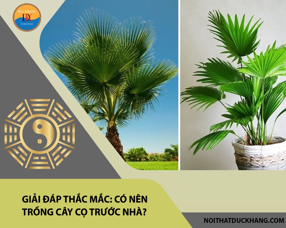 Giải đáp thắc mắc: Có nên trồng cây cọ trước nhà?