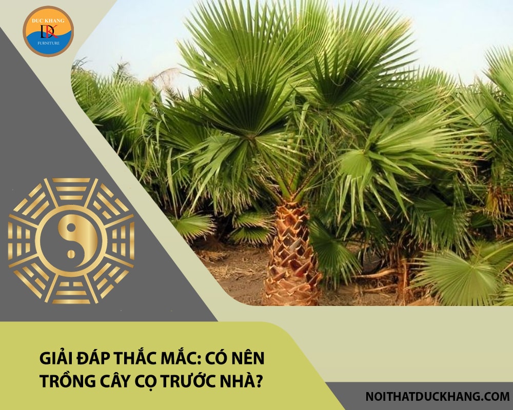 Giải đáp thắc mắc: Có nên trồng cây cọ trước nhà?