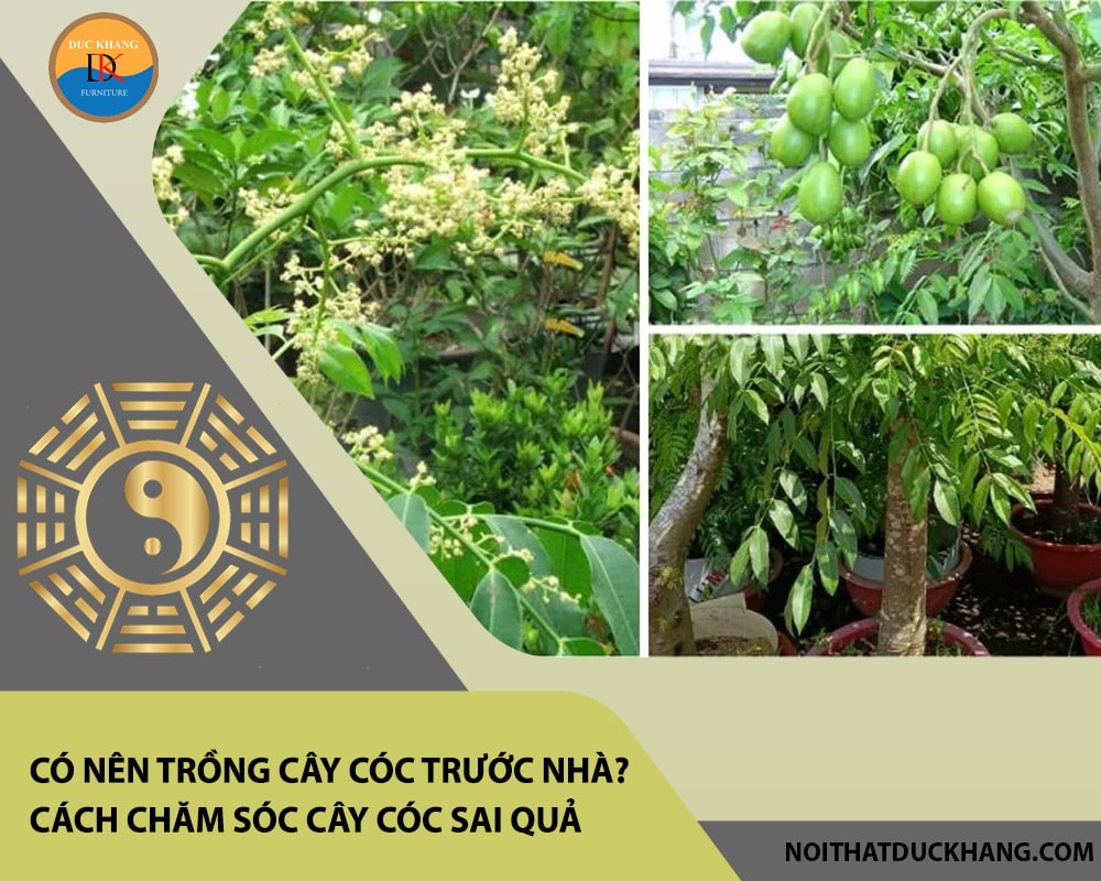 Có nên trồng cây cóc trước nhà? Đặc điểm, cách chăm sóc cây cóc sai quả