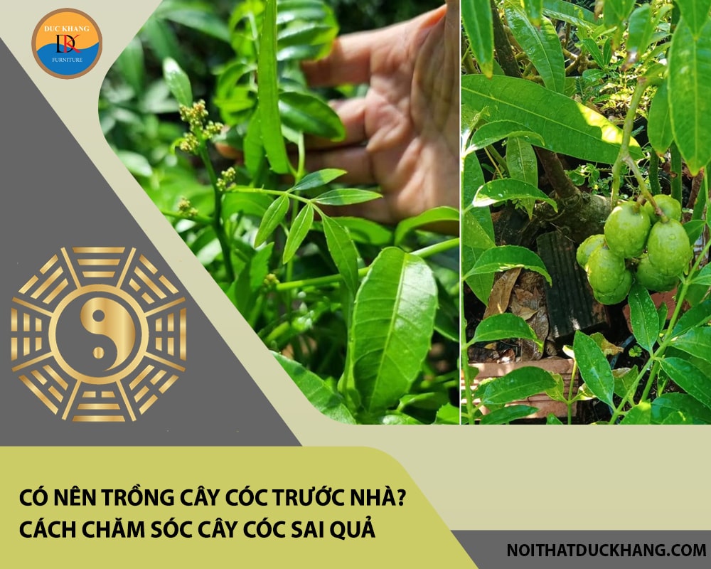 Có nên trồng cây cóc trước nhà? Đặc điểm, cách chăm sóc cây cóc sai quả