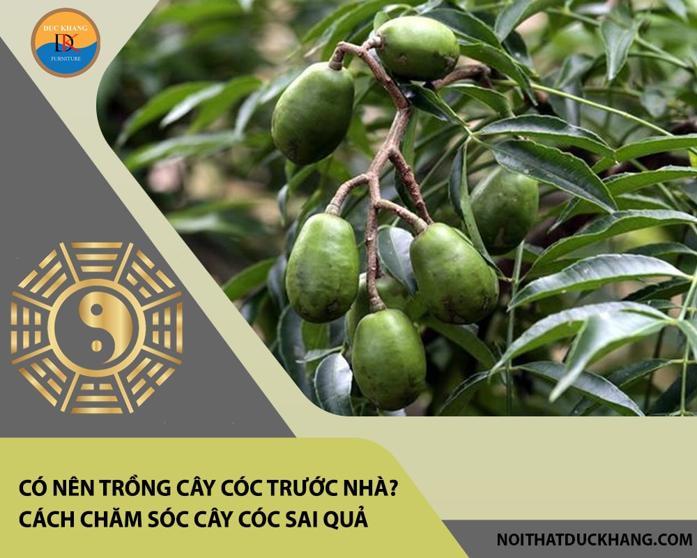 Có nên trồng cây cóc trước nhà? Đặc điểm, cách chăm sóc cây cóc sai quả