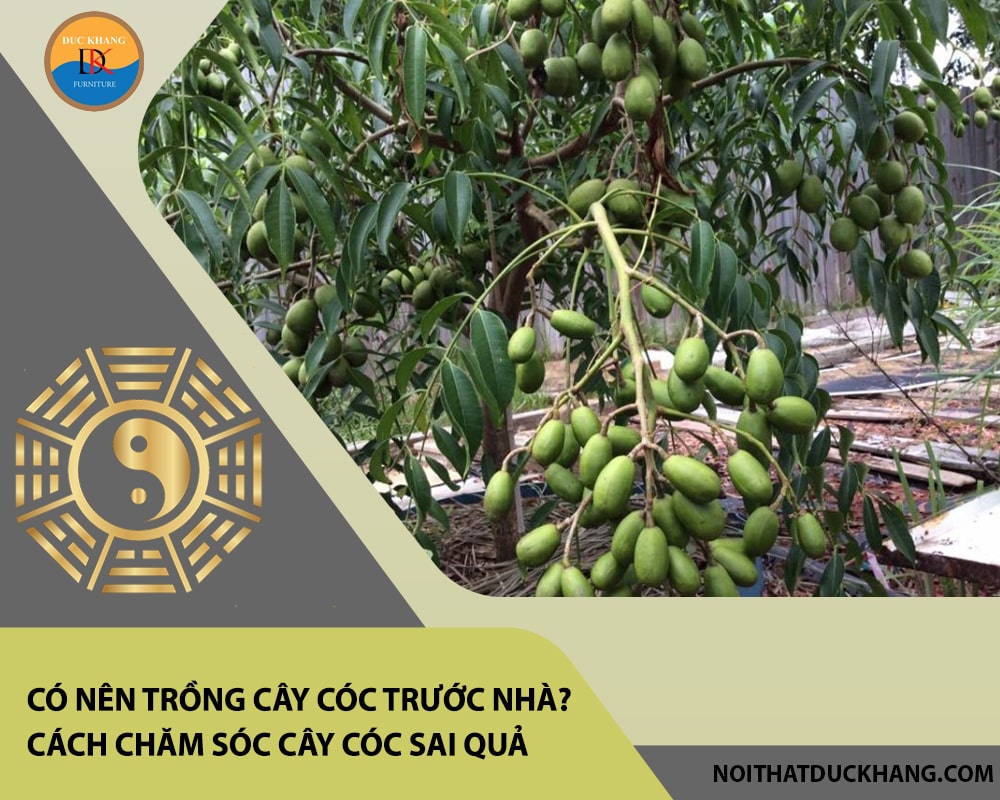 Có nên trồng cây cóc trước nhà? Đặc điểm, cách chăm sóc cây cóc sai quả