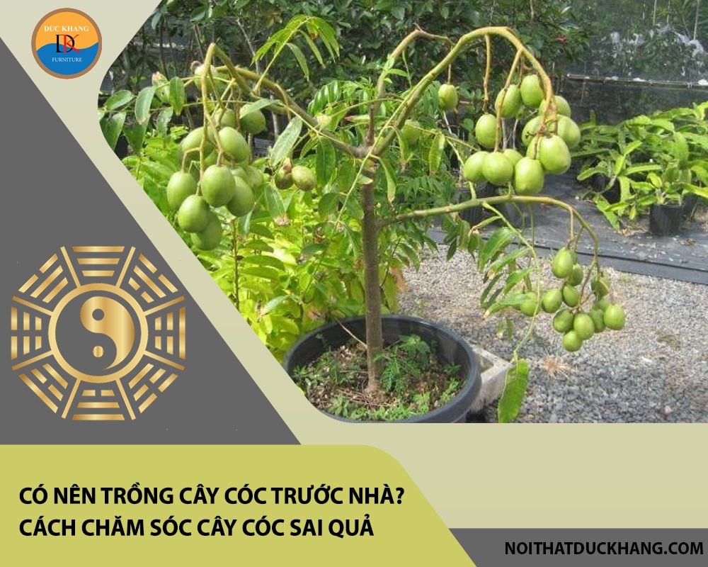 Có nên trồng cây cóc trước nhà? Đặc điểm, cách chăm sóc cây cóc sai quả