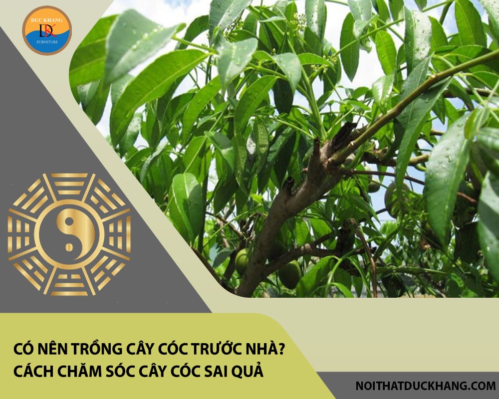 Có nên trồng cây cóc trước nhà? Đặc điểm, cách chăm sóc cây cóc sai quả