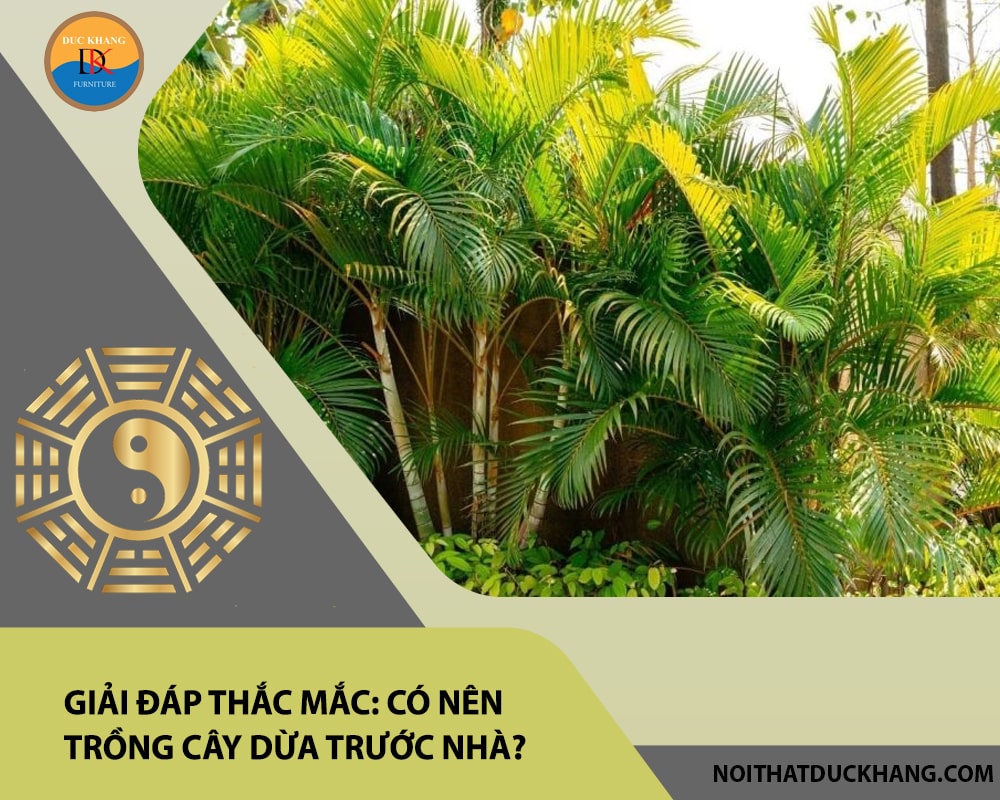 Giải đáp thắc mắc: Có nên trồng cây dừa trước nhà? Giải đáp thắc mắc: Có nên trồng cây dừa trước nhà?