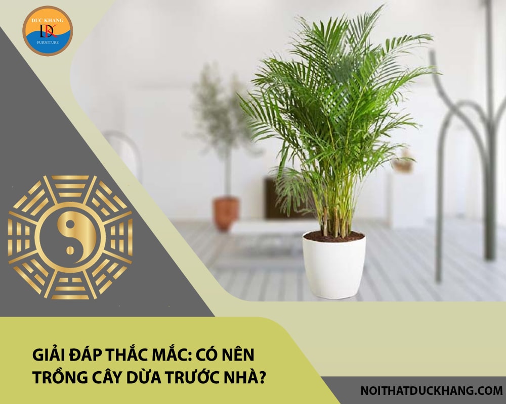 Giải đáp thắc mắc: Có nên trồng cây dừa trước nhà? Giải đáp thắc mắc: Có nên trồng cây dừa trước nhà?