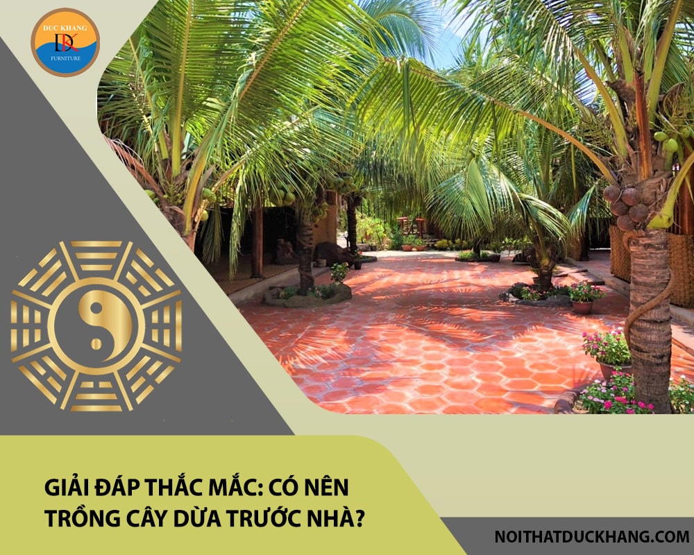 Giải đáp thắc mắc: Có nên trồng cây dừa trước nhà? Giải đáp thắc mắc: Có nên trồng cây dừa trước nhà?