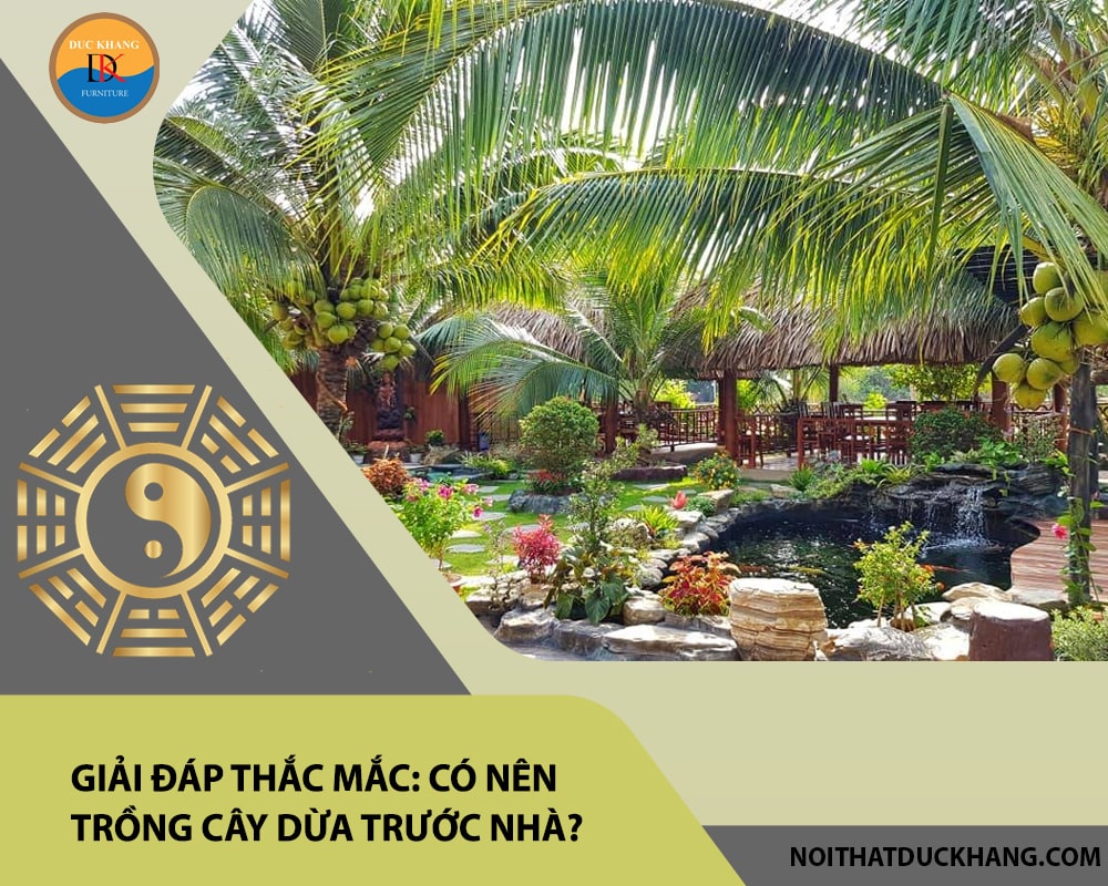 Giải đáp thắc mắc: Có nên trồng cây dừa trước nhà?