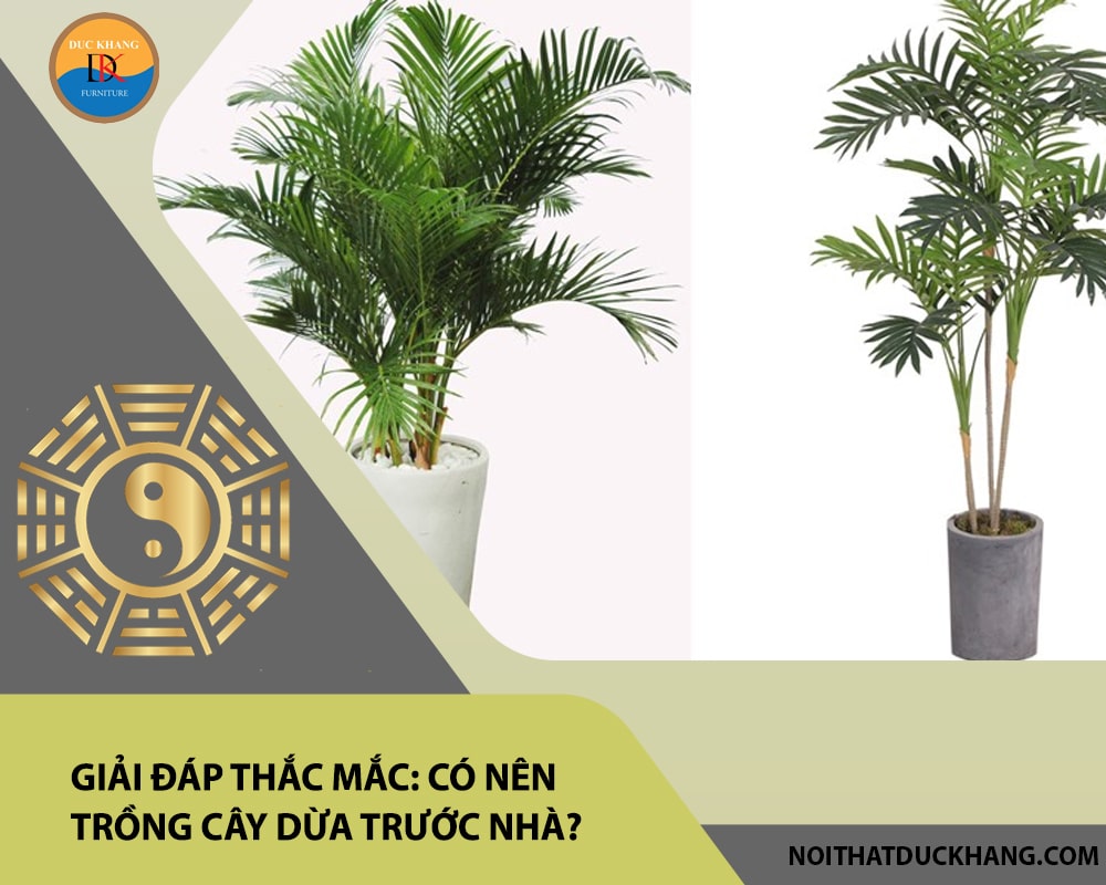Giải đáp thắc mắc: Có nên trồng cây dừa trước nhà? Giải đáp thắc mắc: Có nên trồng cây dừa trước nhà?