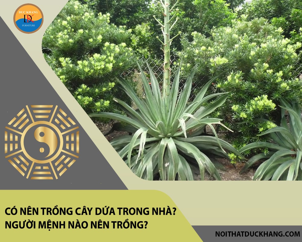 Có nên trồng cây dứa trong nhà? Người mệnh nào nên trồng?