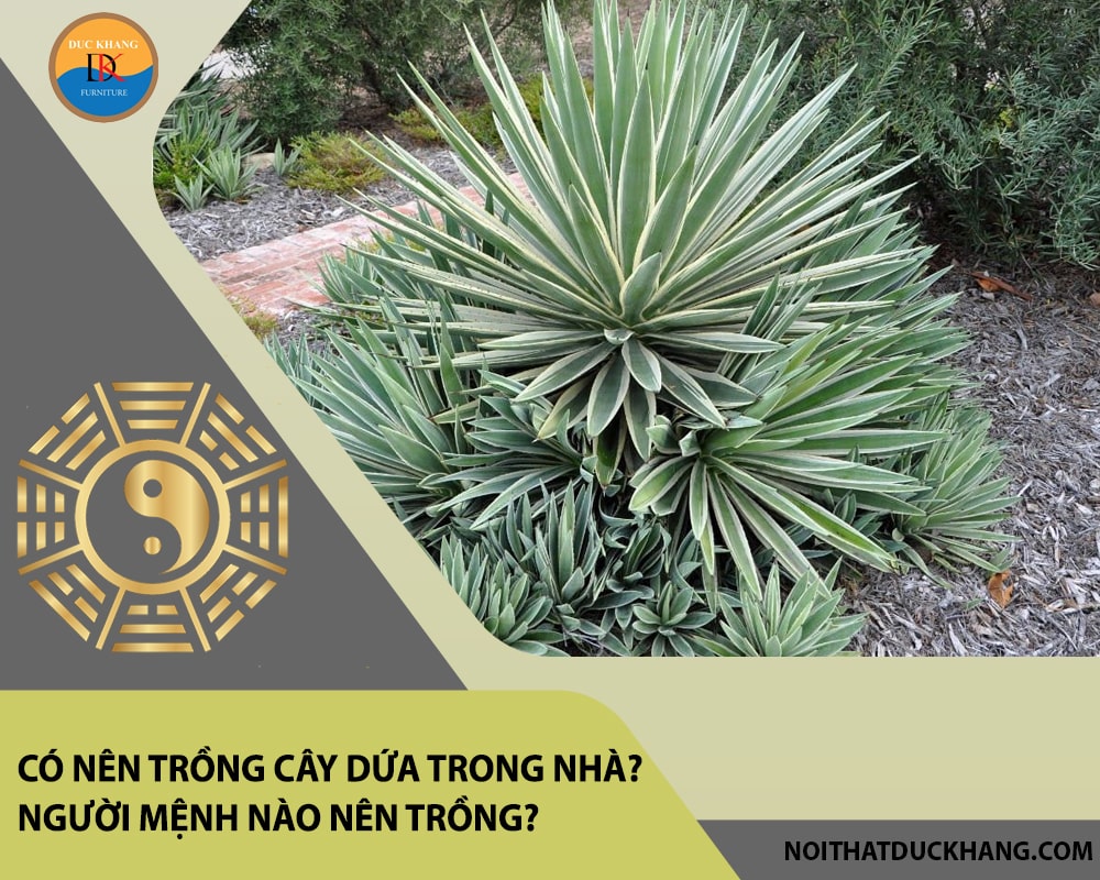 Có nên trồng cây dứa trong nhà? Người mệnh nào nên trồng?