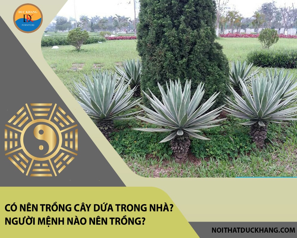 Có nên trồng cây dứa trong nhà? Người mệnh nào nên trồng?