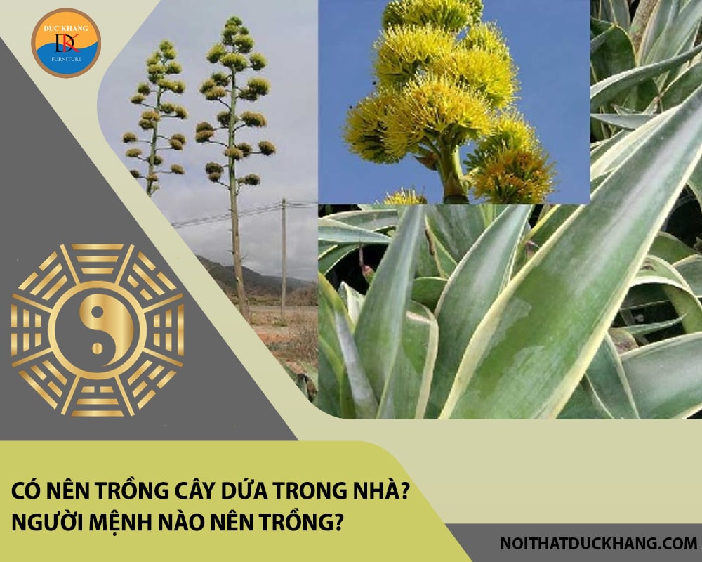 Có nên trồng cây dứa trong nhà? Người mệnh nào nên trồng?